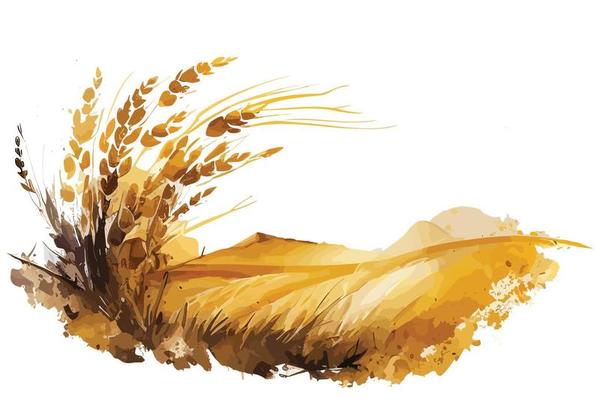 watercolor golden fields with crops illustration design
