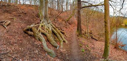 Panoramic view over a forest hiking trail in magical deciduous and pine forest with ancient aged tree with surfaced mossed roots at riverside, Germany, at warm sunset Spring evening photo