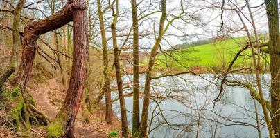 Panoramic view over a forest hiking trail in magical deciduous and pine forest with ancient aged pine tree with two trunks at riverside, Germany, at warm sunset Spring evening photo