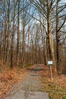 View over a magical deciduous and pine forest with ancient aged trees covered with moss, and a post sign saying in German that over the track it is forbidden to use cars and horse carts photo