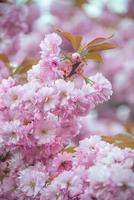 Cover page with gorgeous pink and rosy cherry blossoms. Concept Spring, renewal and happiness. photo