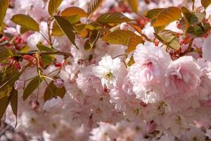 Beautiful pink and rosy decorative cherry tree blossoms. Concept Spring, renewal and happiness. photo