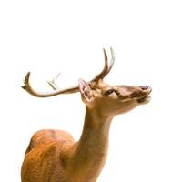 Graceful adult deer with antlers isolated at white background. Concept biodiversity and wildlife conservation. photo