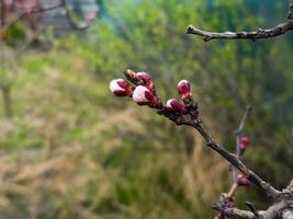 Apricot buds on a blurred background. Symbol of the arrival of spring. Delicate pink buds on the branches. photo
