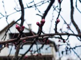 Apricot buds on a blurred background. Symbol of the arrival of spring. Delicate pink buds on the branches. photo