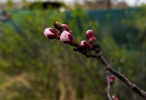 Apricot buds on a blurred background. Symbol of the arrival of spring. Delicate pink buds on the branches. photo