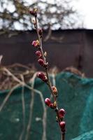 Apricot buds on a blurred background. Symbol of the arrival of spring. Delicate pink buds on the branches. photo