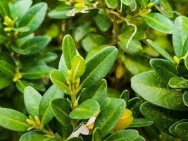 Boxwood. Buxus sempervirens with yellow flowers. Young boxwood leaves on a branch in early spring photo