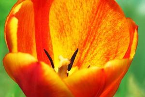 cerca arriba de rojo con amarillo tulipán foto