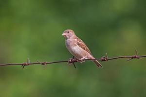 close up of sparrow sitting on barbed wire photo