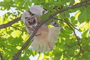 close up of owl on branch of tree at summer day photo