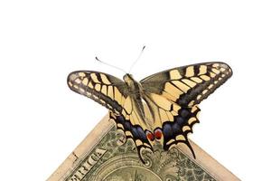 Papilio Machaon butterfly sitting on one dollar photo