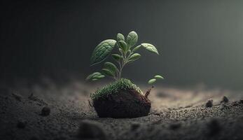 A young plant grows from the ground. photo