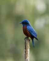 Chestnut-bellied rock thrush or Monticola rufiventris observed in Rongtong photo