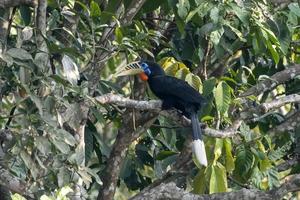 un hembra de cuello rufo cálao o aceros nipalensis observado en latpanchar en Oeste Bengala, India foto