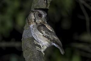 con cuello scops búho o otus lettia observado en latpanchar en Oeste Bengala, India foto