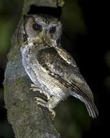 con cuello scops búho o otus lettia observado en latpanchar en Oeste Bengala, India foto