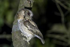 con cuello scops búho o otus lettia observado en latpanchar en Oeste Bengala, India foto