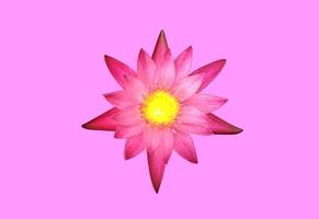 Isolated waterlily or lotus plant with clipping paths. photo