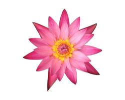 Isolated waterlily or lotus plant with clipping paths. photo