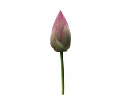 Isolated waterlily or lotus plant with clipping paths. photo