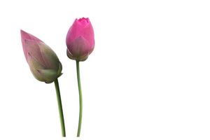 Isolated waterlily or lotus plant with clipping paths. photo