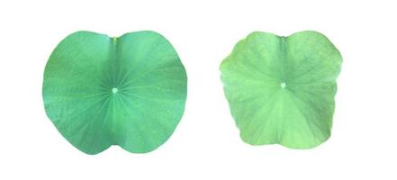 Isolated waterlily or lotus plant with clipping paths. photo