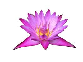 Isolated waterlily or lotus plant with clipping paths. photo