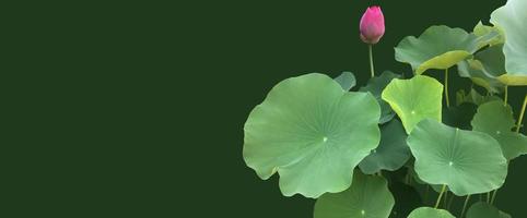 Isolated waterlily or lotus plant with clipping paths. photo