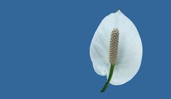 Isolated white aracear flower or peace lily flower with clipping paths. photo