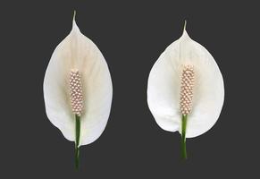 Isolated white aracear flower or peace lily flower with clipping paths. photo