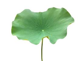 Isolated waterlily or lotus leaf and plants with clipping paths. photo