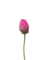 Isolated waterlily or lotus leaf and plants with clipping paths. photo