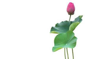 Isolated waterlily or lotus plant with clipping paths. photo