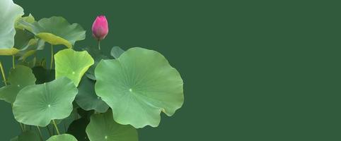 Isolated waterlily or lotus plant with clipping paths. photo