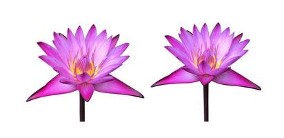 Isolated waterlily or lotus plant with clipping paths. photo