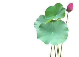 Isolated waterlily or lotus plant with clipping paths. photo