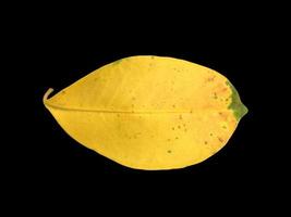 aislado antiguo y seco hojas de ficus benjamina con recorte caminos. foto