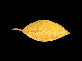 Isolated old and dried leaves of ficus benjamina with clipping paths. photo