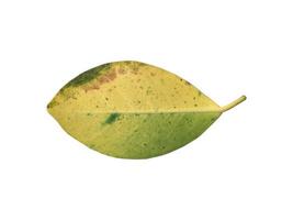 Isolated old and dried leaves of ficus benjamina with clipping paths. photo