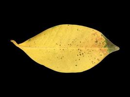 Isolated old and dried leaves of ficus benjamina with clipping paths. photo