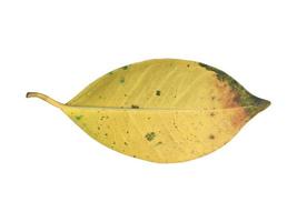 Isolated old and dried leaves of ficus benjamina with clipping paths. photo