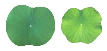 Isolated waterlily or lotus plant with clipping paths. photo