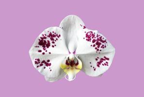 Isolated white phalaenopsis orchid flower with clipping paths. photo