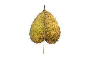 Isolated old and dry peepul leaf with clipping paths. photo