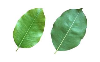 Isolated green and fresh leaf of spanish cherry or bullet wood with clipping paths. photo