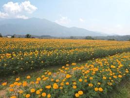 Indian yellow marigold flower field, soft and selective focus. photo