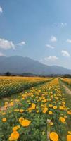 Indian yellow marigold flower field, soft and selective focus. photo