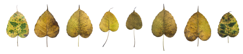 Isolated old and dry peepul leaf with clipping paths. png