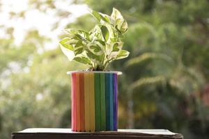 Closeup view of rainbow vase which has plant growing inside, blurred nature ouside window background, concept for LGBT celebration in pride month and home decoration of LGBT people around the world. photo